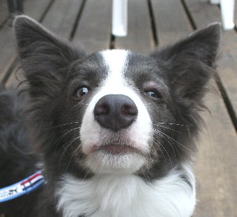 虫刺されで目が腫れる犬