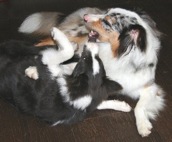 絡んで遊ぶ犬たち
