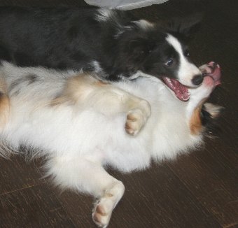 犬の遊び