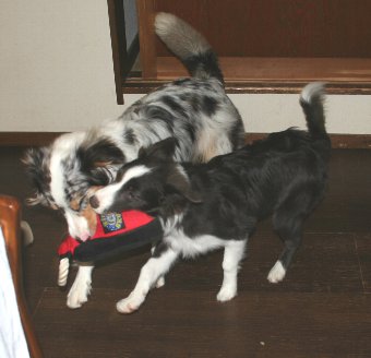 おもちゃで遊ぶ犬たち