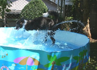 水遊びするボーダーコリー