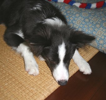 畳を噛む子犬