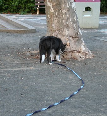 ロングリードで公園を楽しむ犬