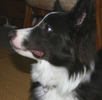 ヨダレをたらす犬