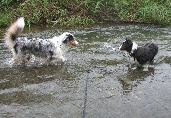 川遊びするオゥシーとボーダーコリー