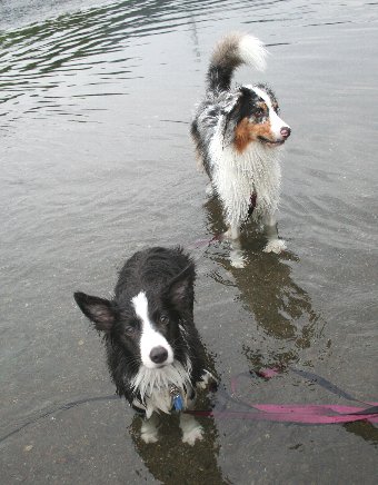 川で遊ぶ犬たち