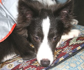 レインコートを着るのが嫌な犬