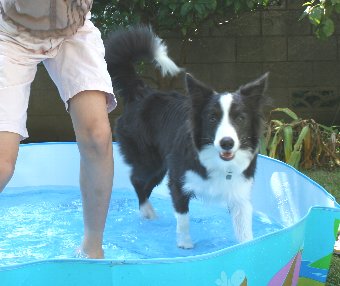 プール遊びをする犬