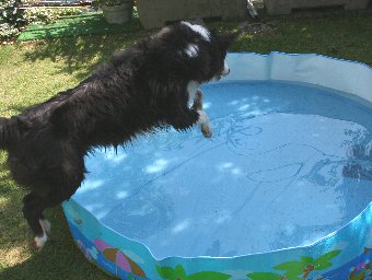 子供用プールに飛び込む犬