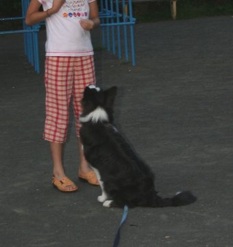 子供とComeの練習をする犬