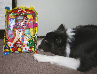花火と犬