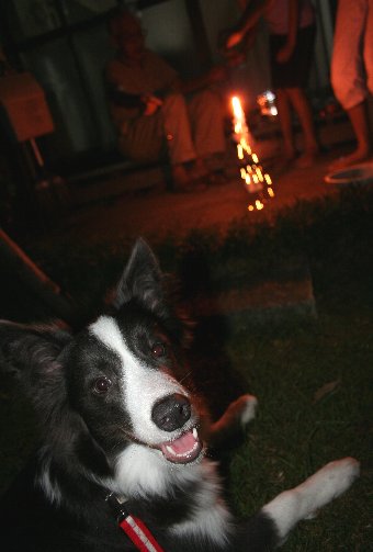 初めて花火を見る犬