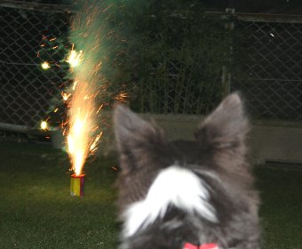 花火を見学する犬