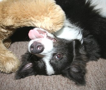 ひっくり返って遊ぶ犬