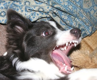 遊んでいる時の犬の顔
