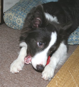 幸せそうなおもちゃを噛む子犬