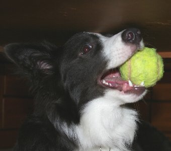 テニスボールで遊ぶ犬