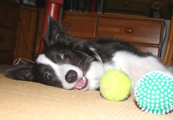 ボールで遊ぶ犬