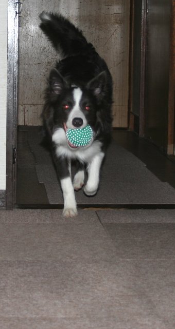 室内でボール遊びをする犬