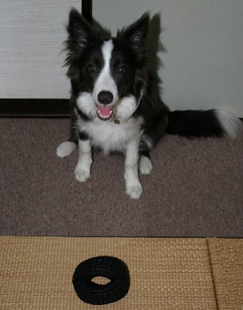 新しいおもちゃをもらう子犬