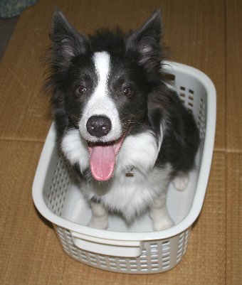 洗濯かごに入る犬