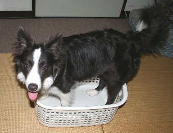 洗濯かごに入るには大きくなった子犬