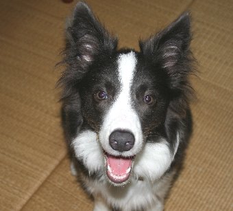 6ヶ月になったボーダーコリー