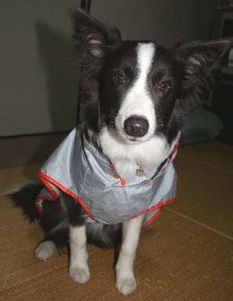 レインコートを着せられる犬