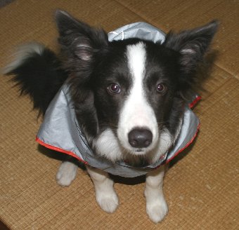 レインコートを着たくない犬