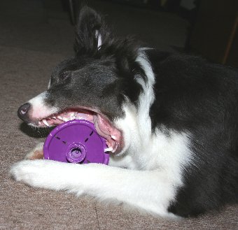 大口を開けたておもちゃで遊ぶ犬