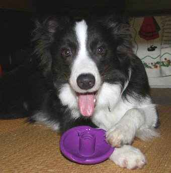おもちゃを破壊する犬