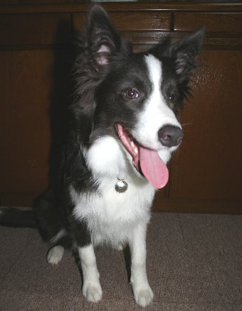 迷子札をつける犬