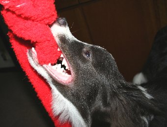 引っ張りっこ好きな犬