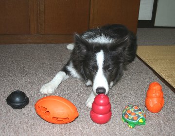 おもちゃの前で待たされる犬