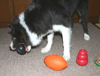 好きなおもちゃを選んだ犬