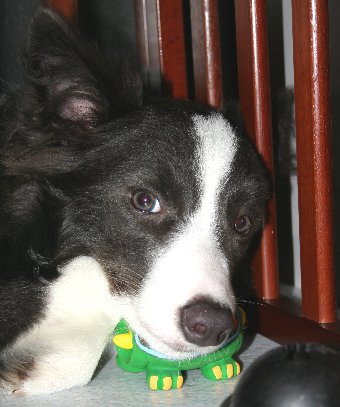 おもちゃを枕にする犬