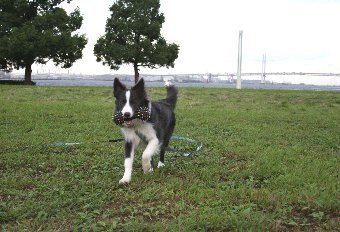 ロングリードで遊ぶ犬