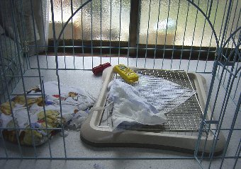 子犬がトイレシートをぐちゃぐちゃにした後
