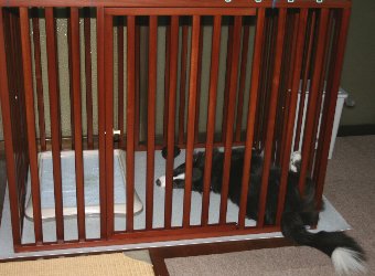 サークル内で寝る犬