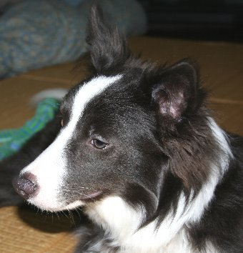 反抗期の犬