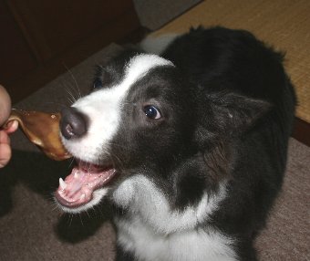 豚耳に夢中のボーダーコリー