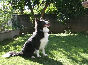 庭で指示の練習をする犬