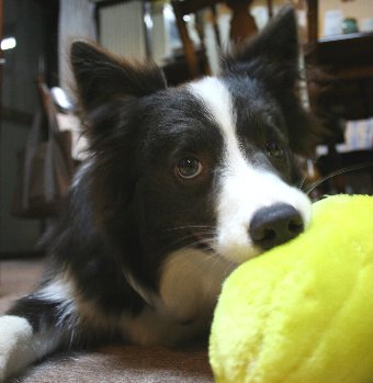 犬と同じ目線で撮ったボーダーコリー