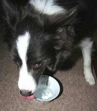 水を飲む犬