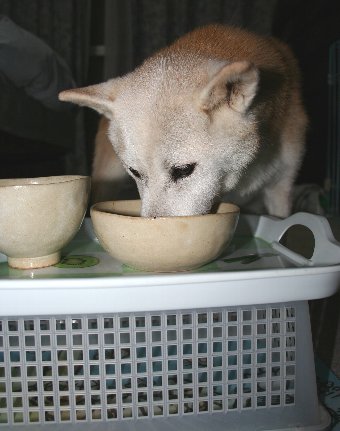 台の上に食器を置いてもらったシニア犬