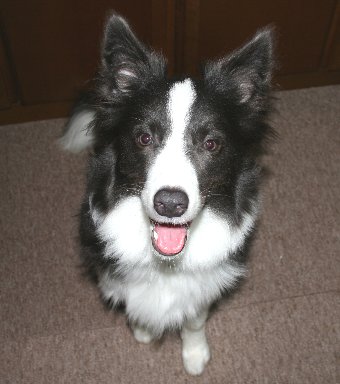ご飯前のワクワク顔の犬