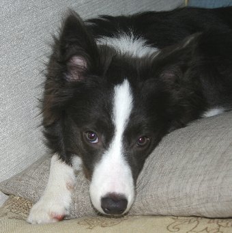 気に入らない顔をする犬