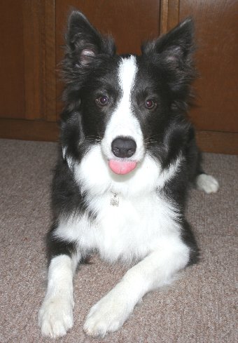 ベーと舌を出す犬