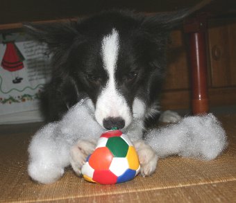 綿を出す犬