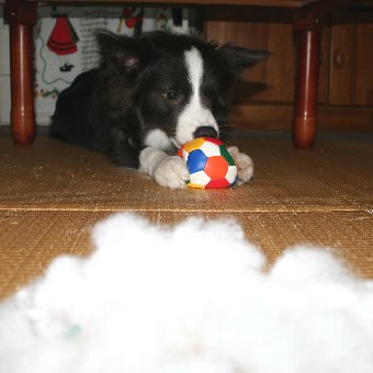 とことん綿を出す犬